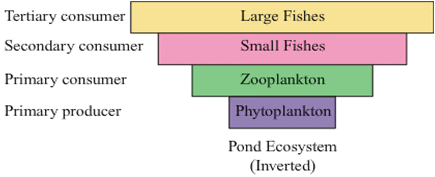 2.2.1 Inverted Pyramid of Biomass