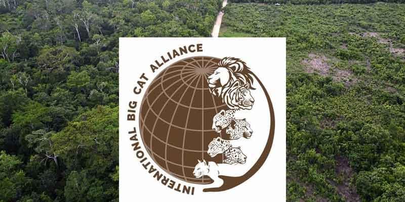 India to Set Up International Big Cat Alliance