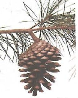 4. Gymnosperms -Reproduction without water