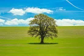 Facts on Trees | General Knowledge for Young Learners - Class 1