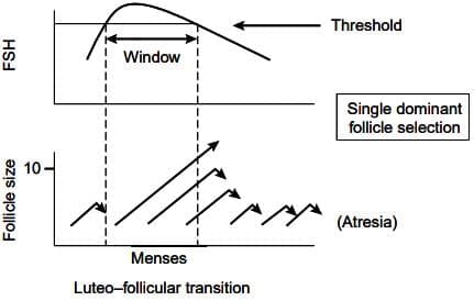 Folliculogenesis and the `Follicular Phase`