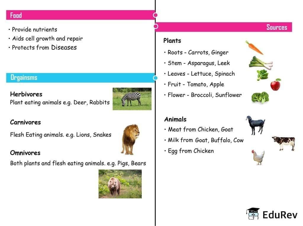 Mind Map: Food : Where Does It Come From? | Class 6 to 12 NCERT Mindmaps for UPSC Preparation