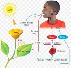 Class 5 Science - Living Things - CBSE Worksheets Solutions - 1
