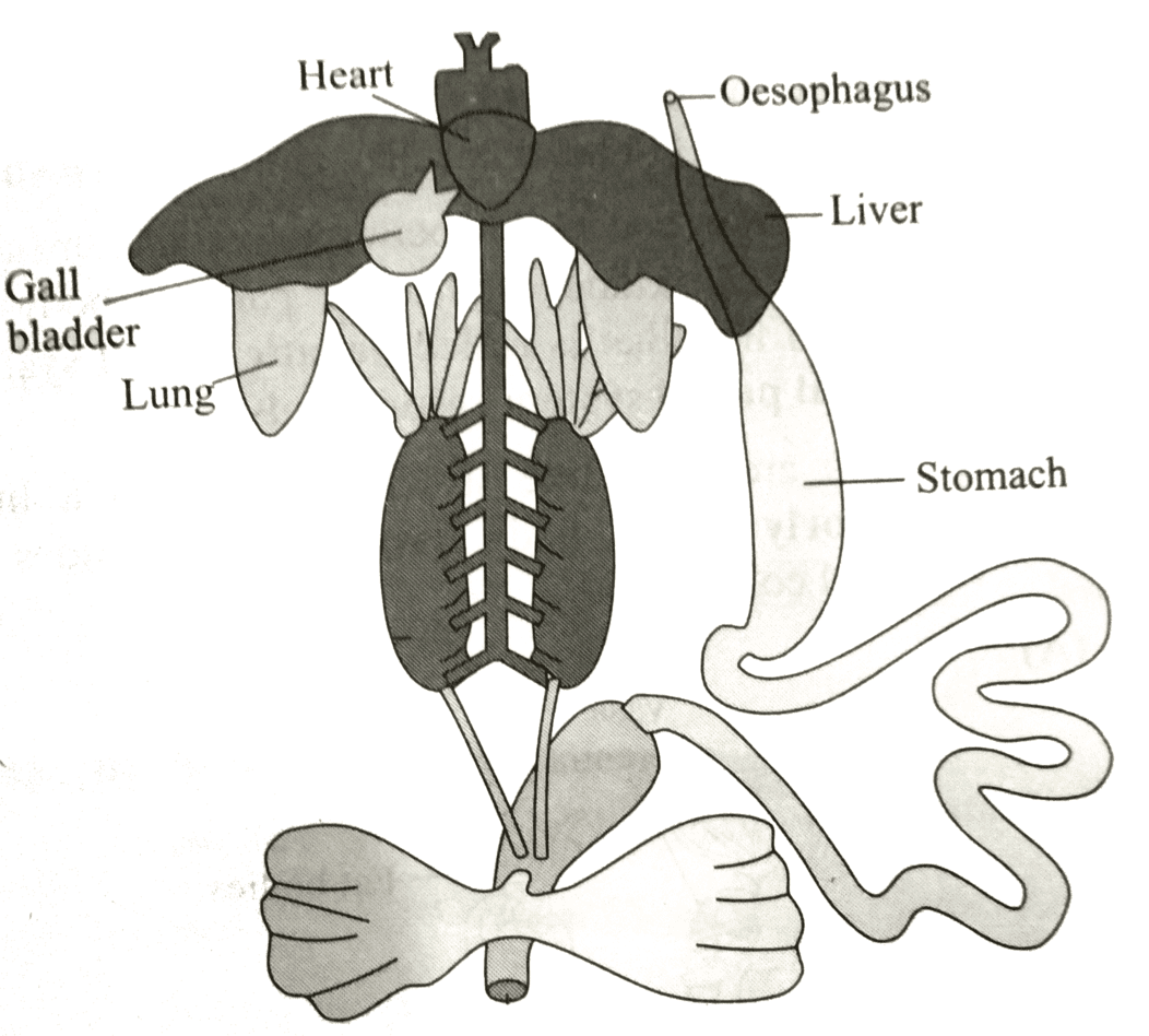 ocr_image
