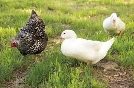Livestock - 1 Class 4 Worksheet SST