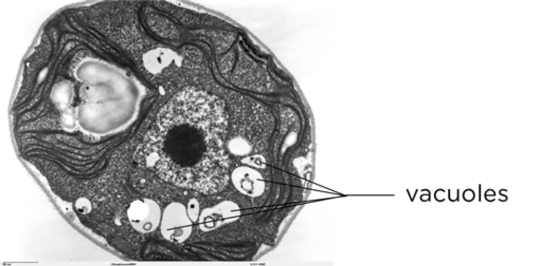 Cytoplasm