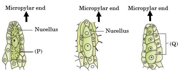 Long Answer Type Questions (5 Marks)
