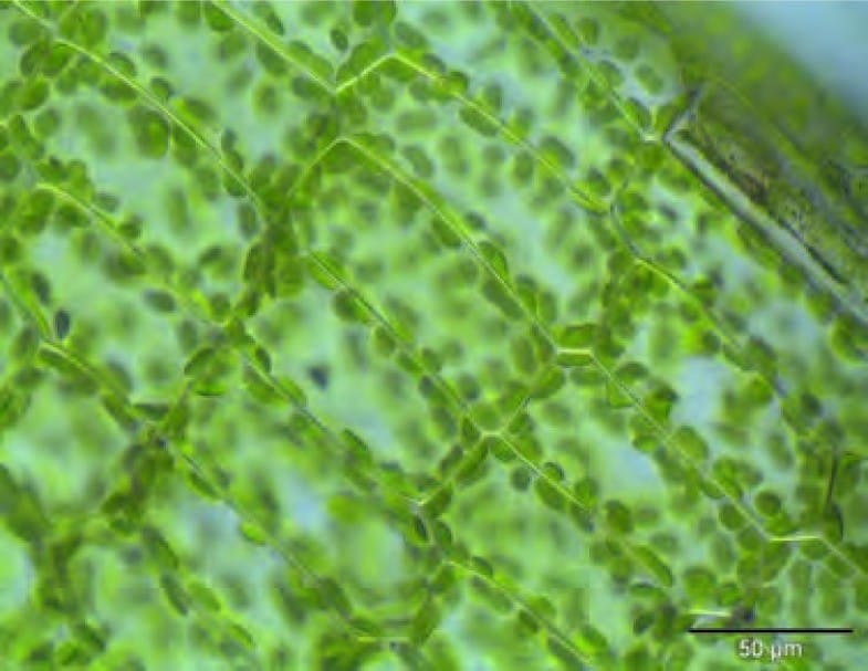 Cells differ in shape and size