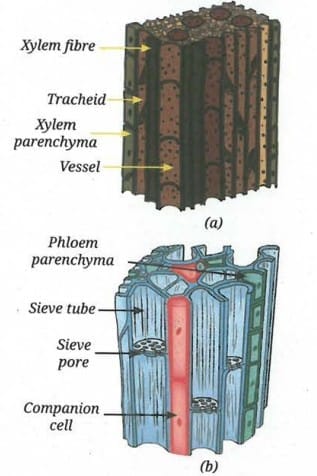 Vascular tissue: (a) xylem, and (b) phloem