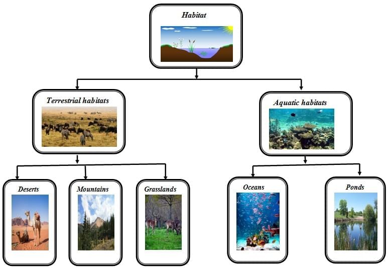 Worksheet Solutions: How Nature Works in Harmony | Worksheets with Solutions for Class 8