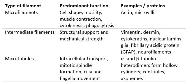 Cytoskeleton