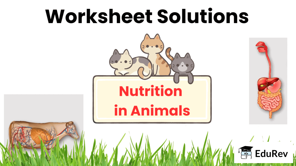 Nutrition in Animals Class 7 Worksheet Science Chapter 2