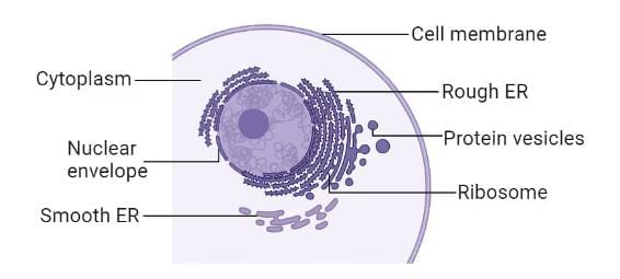Cell and Cell Organelles Chapter Notes | Biology for SSS 1