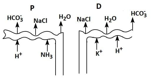 NEET Previous Year Questions (2016-2025): Excretory Products & their Elimination | Biology Class 11