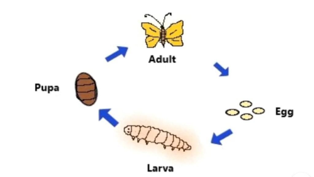 Class 8 Science: Sample Paper Solutions - 4 | Sample Papers For Class 8