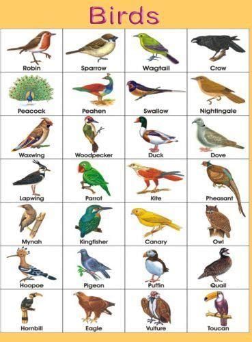 Color Name List, List Of Colors - English Grammar Here | Birds pictures with names, Birds for kids, Names of birds