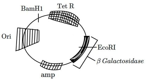NEET Previous Year Questions (2016-2025): Biotechnology: Principles & Processes | Biology Class 12