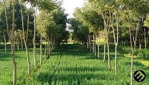 Agroforestry