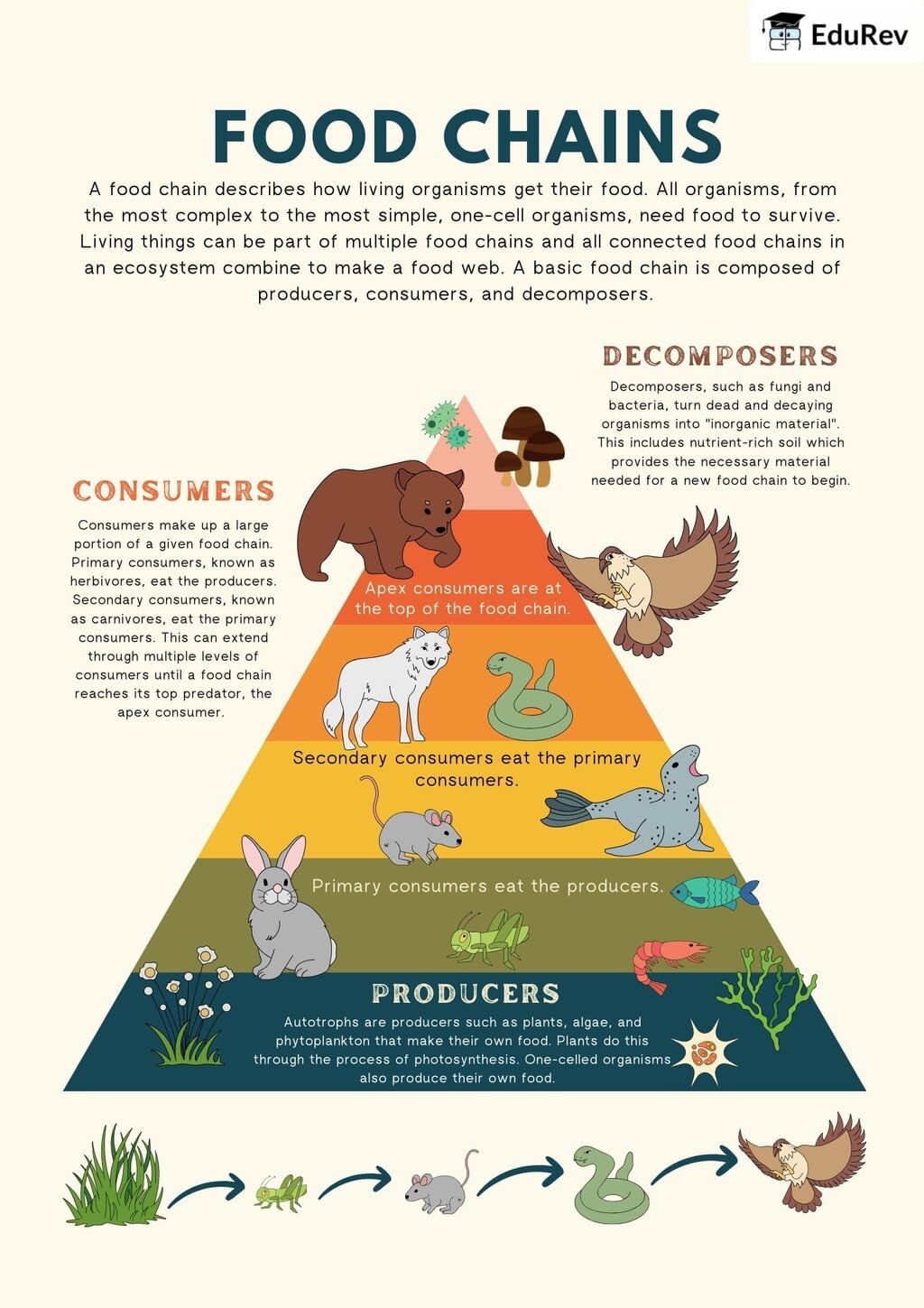 Infographics: Basic Concept of Food Chain | Biology Class 12 - NEET