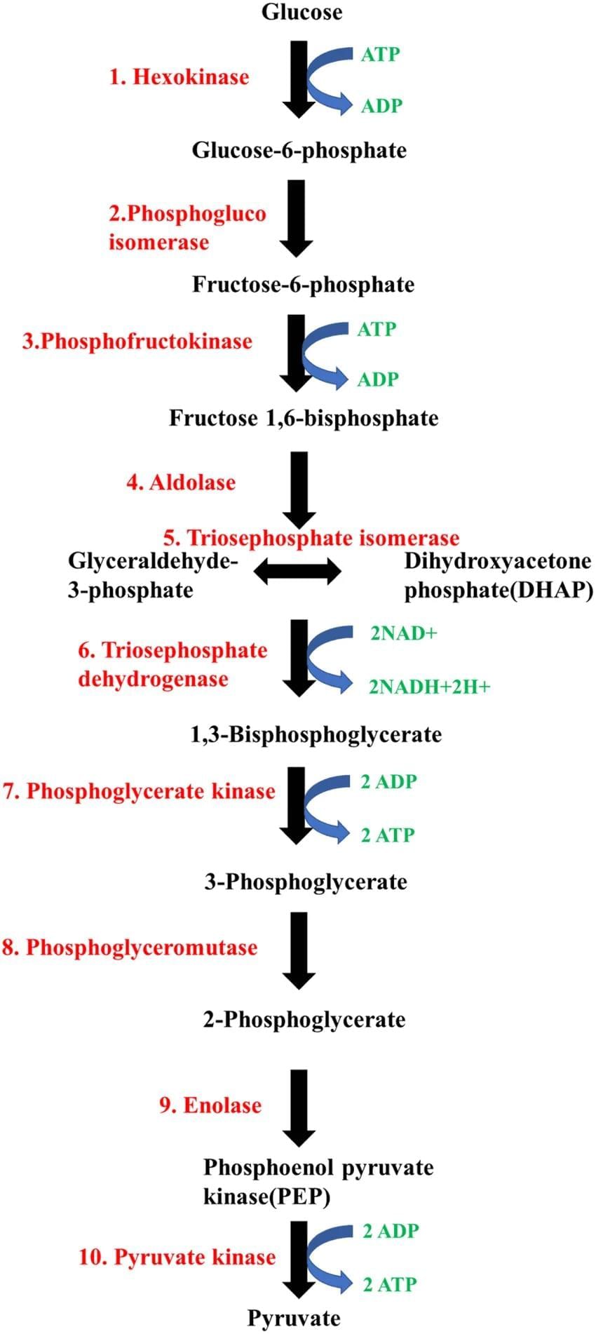 NCERT Solutions Class 11 Biology Chapter 14 - Respiration in Plants