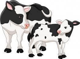 Premium Vector | Cute cow mother with baby calf | Cute cows, Cow drawing,  Baby cows