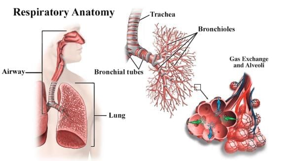 Important Facts about the Human Body | General Awareness - Bank Exams