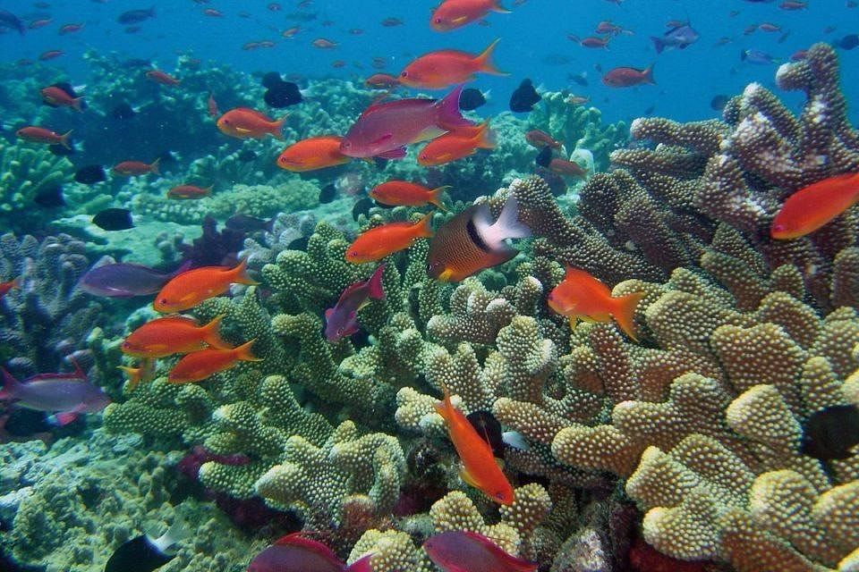 Effect of ocean acidification on marine life