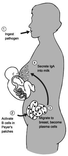 Advantages of breastfeeding