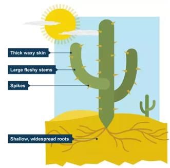 Adaptations in Plants Class 4 Notes Science