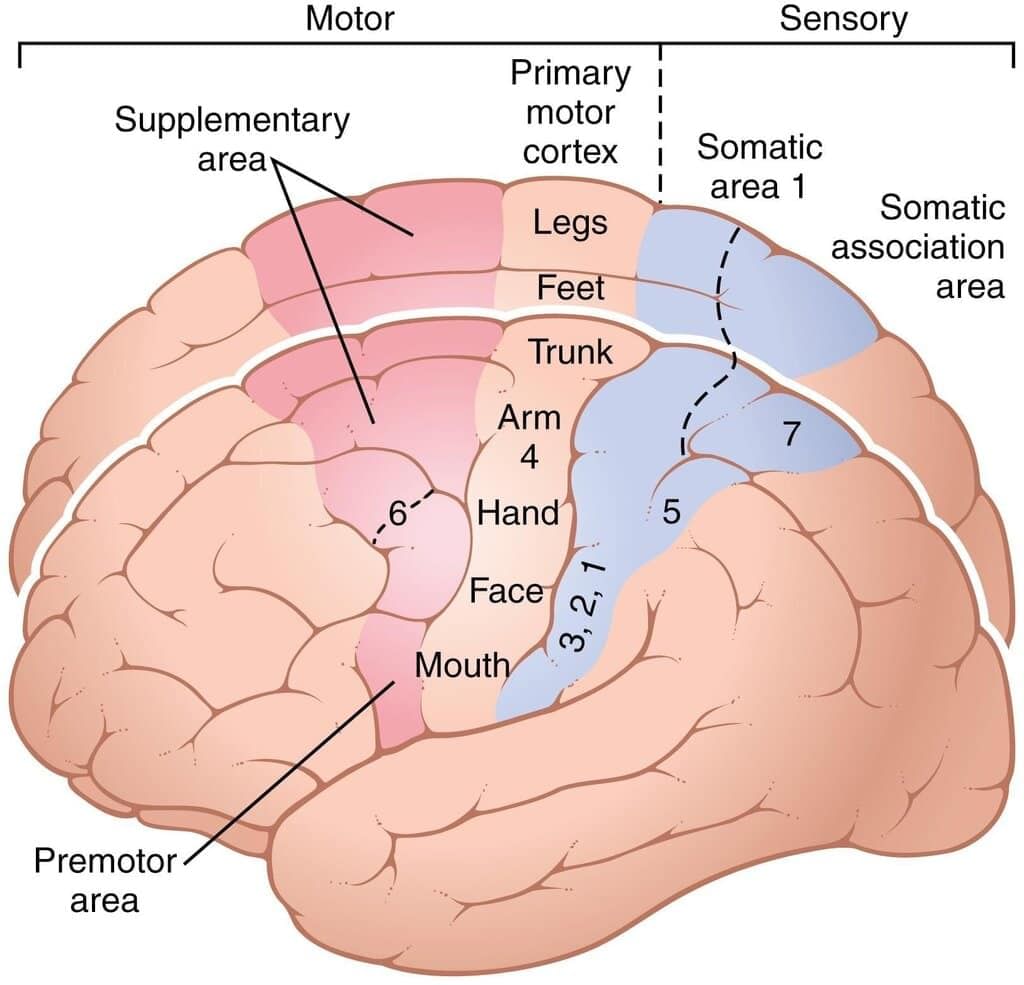 Neuroanatomy - 2 Chapter Notes | Anatomy - NEET PG
