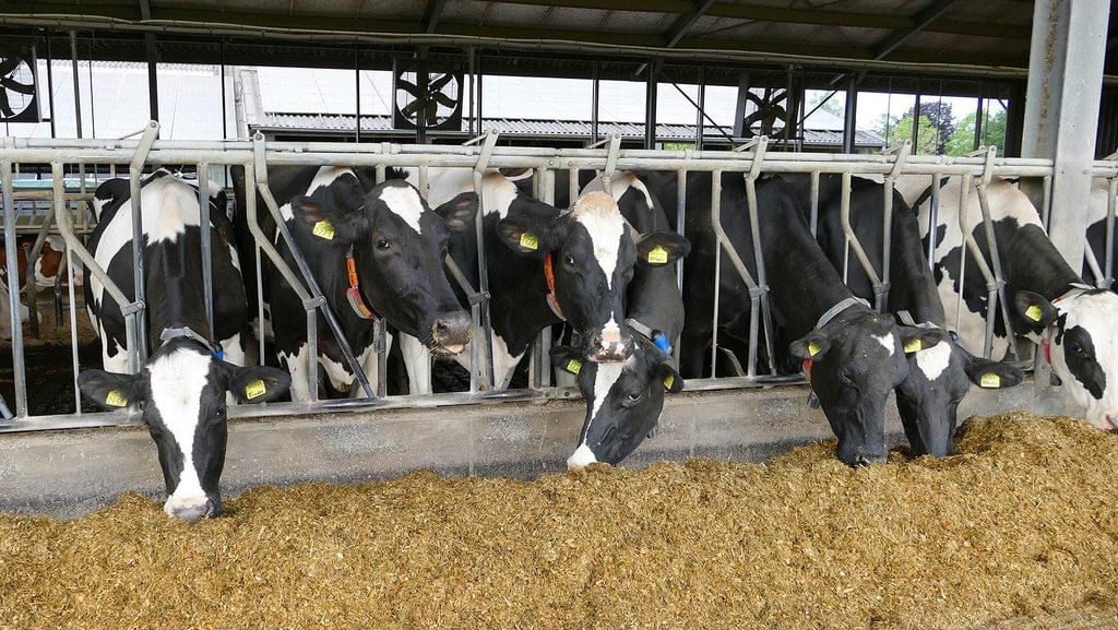 Feeding of Cattle
