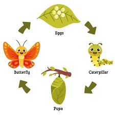 Class 5 Science - Animal Life - CBSE Worksheets Solutions - 1