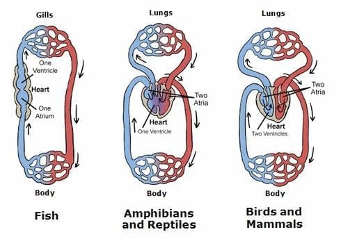 Cheat Sheet : Body Fluids and Circulation | Biology Class 11 - NEET