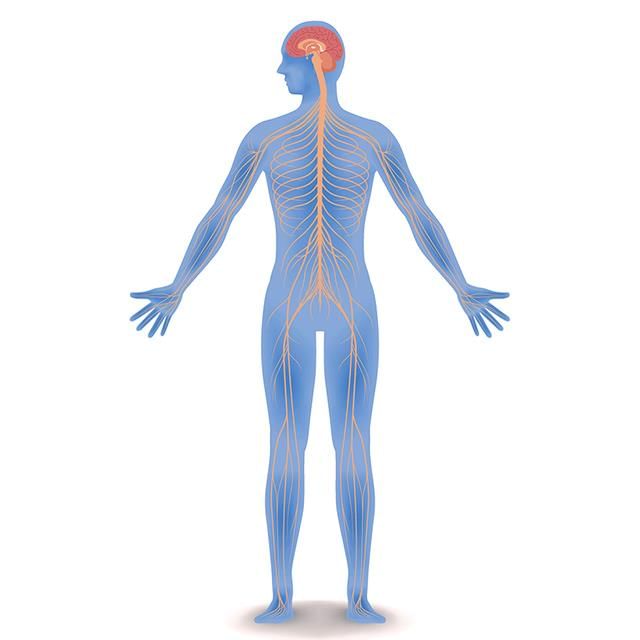 Revision Notes: Endocrine Glands - The Producers of Chemical Messengers | Biology Class 10 ICSE