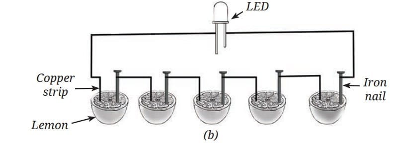 Connections in lemon cell