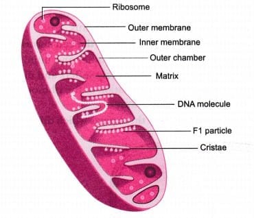 5.1 Mitochondria - Key Features