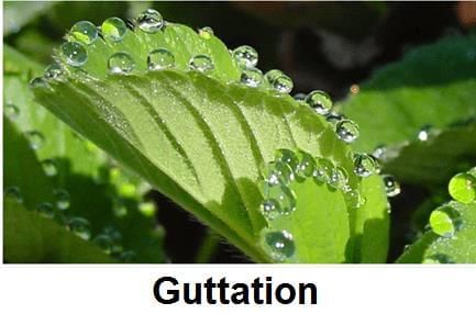 Revision Notes: Transpiration | Year 9 Science IGCSE (Cambridge) - Class 9