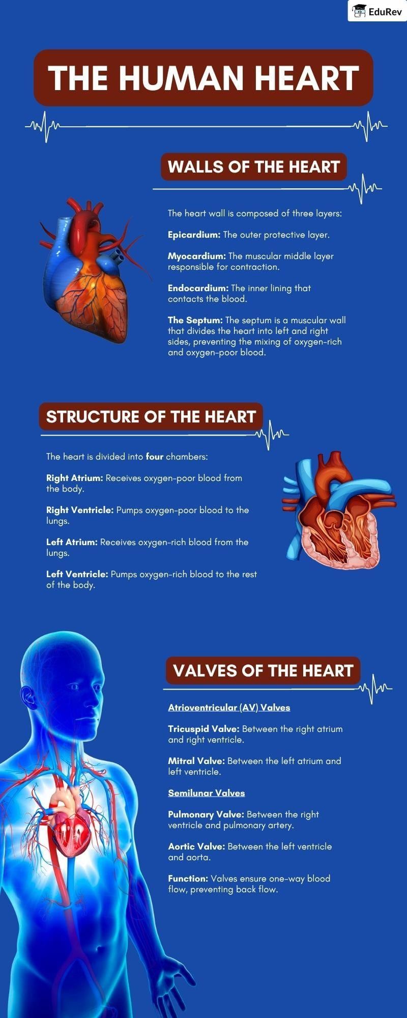 Infographics: Human Heart | Biology Class 11 - NEET