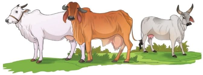 Earth — Our Shared Home Chapter Notes | Our Wondrous World Class 5 - New NCERT