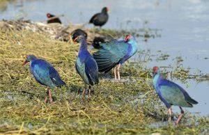 Environment and Ecology (Part 2): July 2025 UPSC Current Affairs | Environment for UPSC CSE