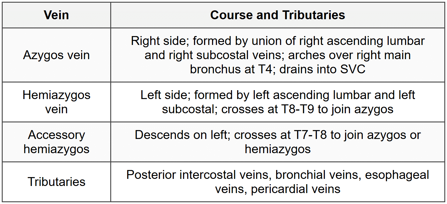 2.3.3 Azygos Venous System