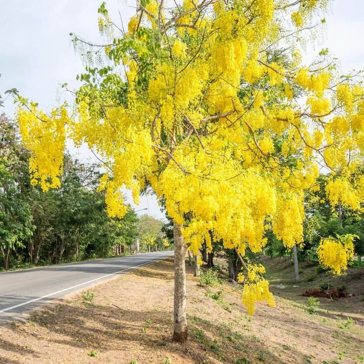 Golden Shower - Cassia Fistula - Thriving Outdoor & Indoor Garden Plant | Air-Purifying & Easy to Grow | Perfect for Green Spaces