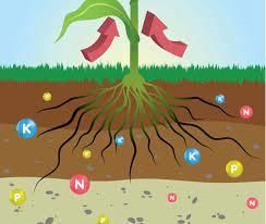 Plant Life - 1 Class 5 Worksheet Science