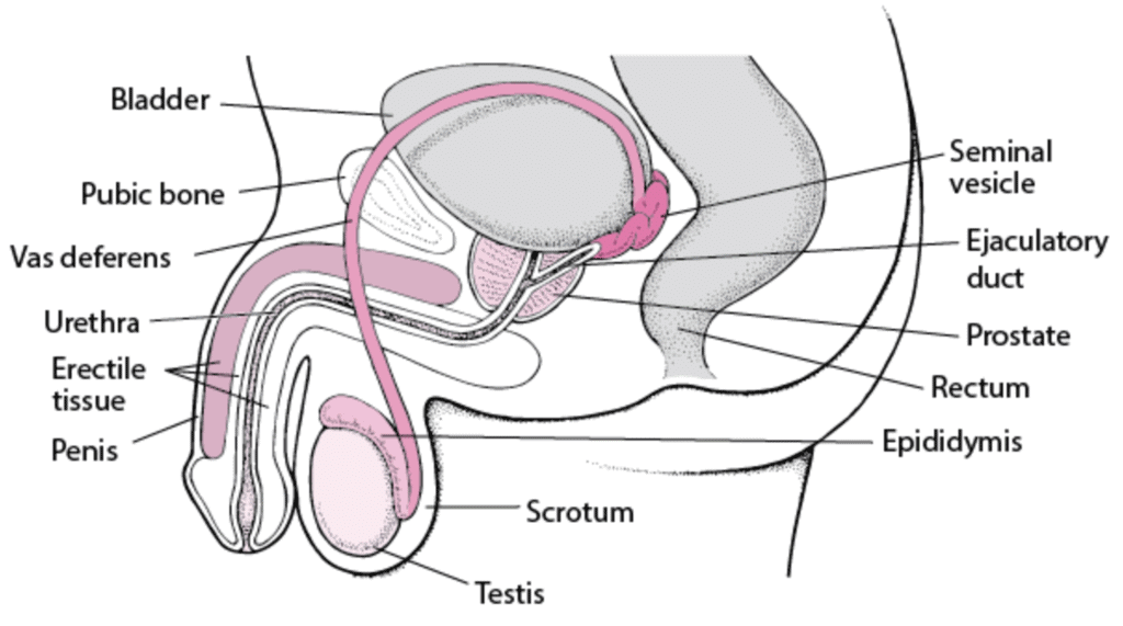 Male Reproductive System