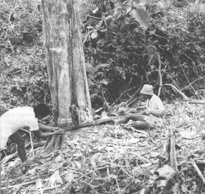 Two Indonesian workers cutting a tree for timber