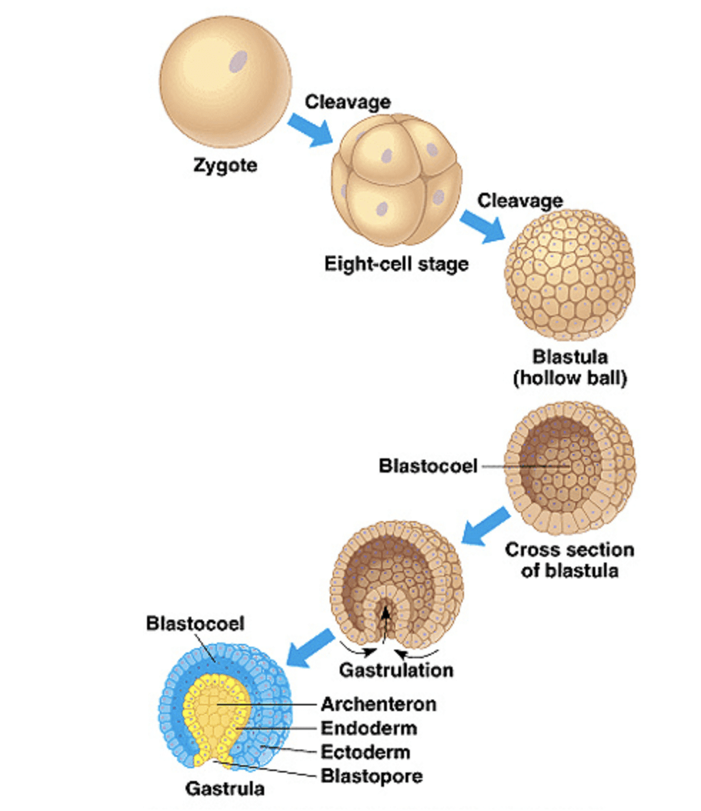 Human Embryonic Development 