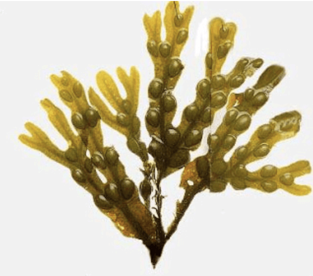Phaeophyceae