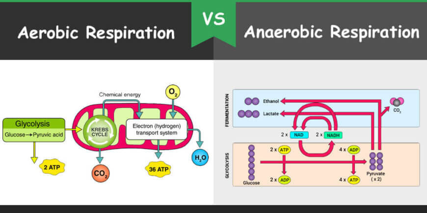 Respiration in Humans & Plants | Science Class 10
