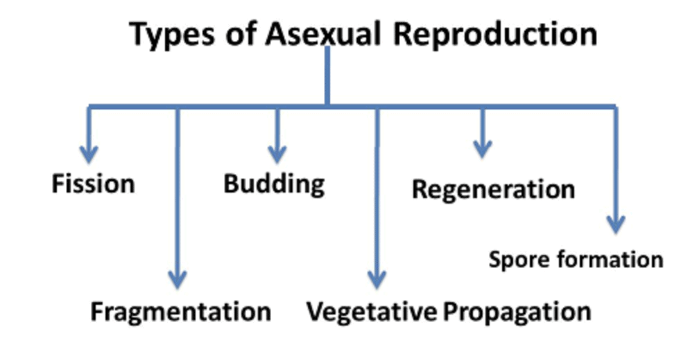 Classification of Asexual Reproduction 