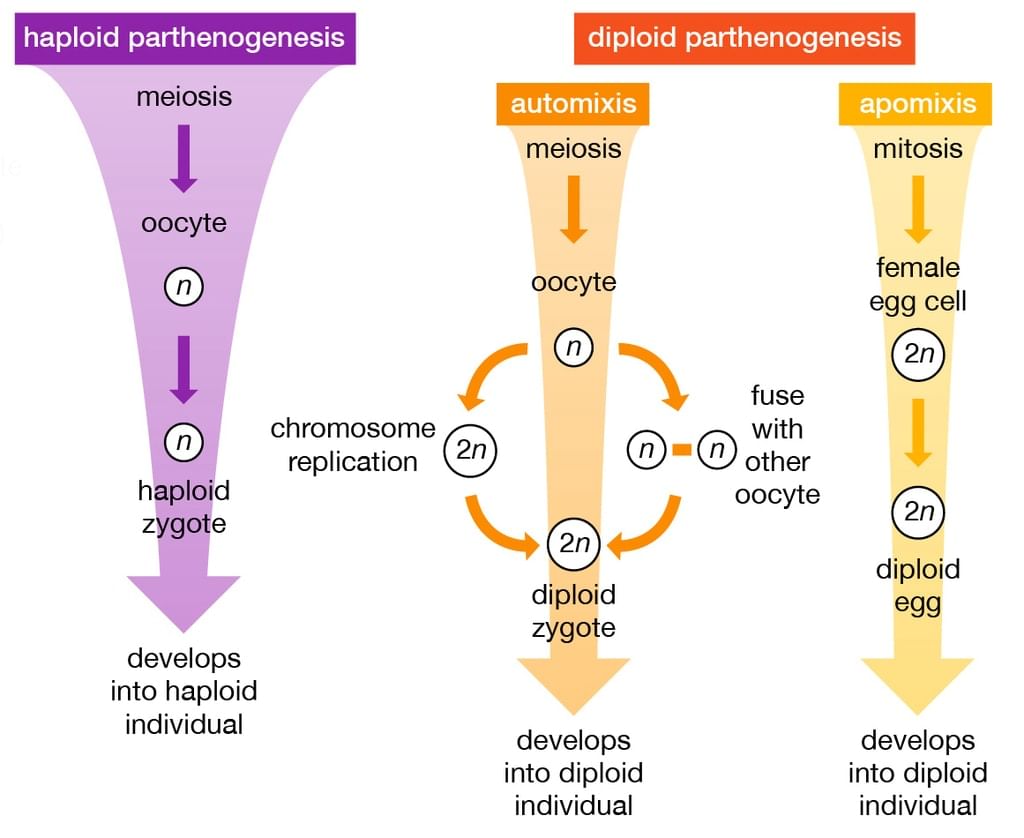 Haploid and Diploid parthenogenesis